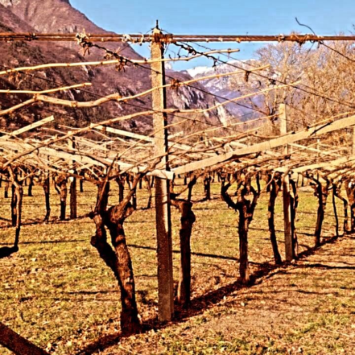 Instagram post from eldevinos. This post is in position 1.